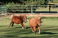Miniponys