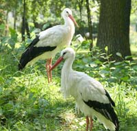 Störche im Tierpark
