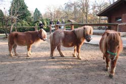 Minipony-Damen