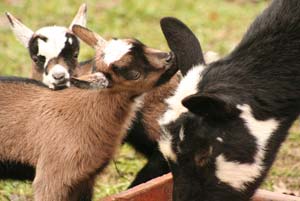 Ein Bock gibt alles