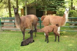 große Familie