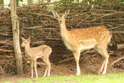 Damwildkalb