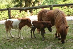 Ponyfohlen