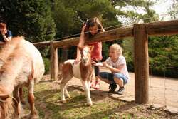 Ponyfohlen