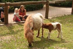 Ponyfohlen