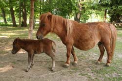 Ponyfohlen