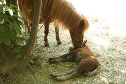 Ponyfohlen
