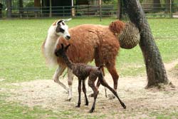 Lamafohlen