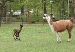 Lamafohlen