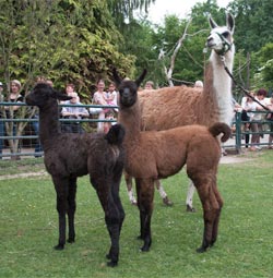 Lamataufe
