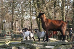 Ziegennachwuchs