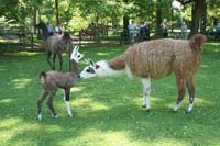 Kindertag im Tierpark