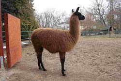 Lama auf der Suche