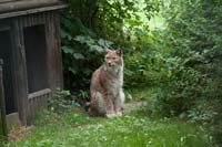 Luchs Tabs