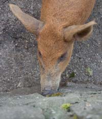 Mangalitza