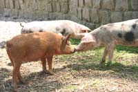 Mangalitzas, unsere Neuen