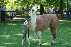 Nachwuchs bei den Lamas