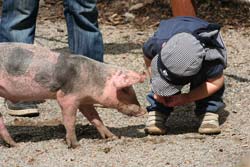 Streichelschweinchen