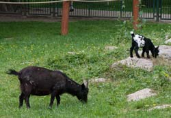 Ziegennachwuchs