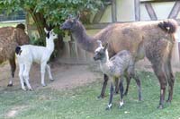 Lamanachwuchs 1
