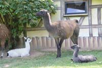 Lamanachwuchs 2