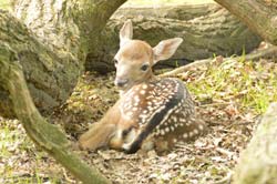 Nachwuchs beim Damwild