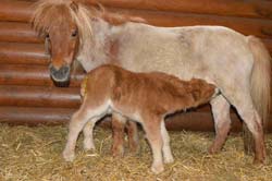 Minipony Adam ist Papa
