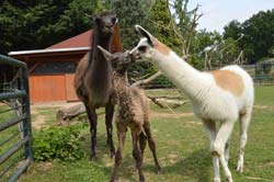 Nachwuchs bei den Lamas