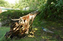 Bilanz eines Sturms