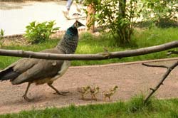 Dieses Bild in groß ... Pfauküken