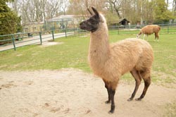 Dieses Bild in groß ... Lamastute Schoko