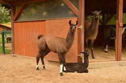 Lama Mokka