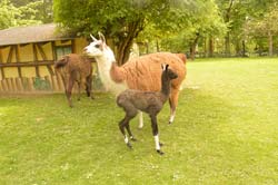 Lama mit Nachwuchs