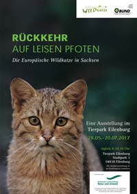 Poster Wildkatze