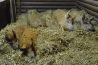 Mangalitza-Familie