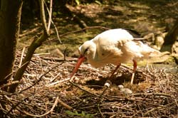 Storch mit Nachwuchs