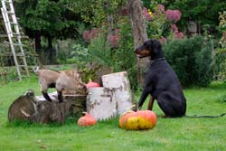 Mini und Kessy