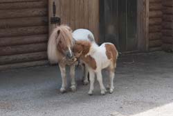 Minipony-Hengstfohlen Charly
