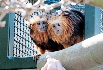 Goldkopflöwenäffchen