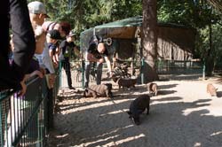 Göttinger Minischweine