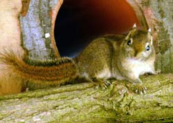 Baumstreifenhörnchen