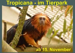 Plakat zur Tropicana-Eröffnung