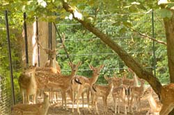 Fünf Damwildkälber können entdeckt werden.