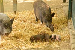 Die ersten Mini-Ferkel wuseln herum.