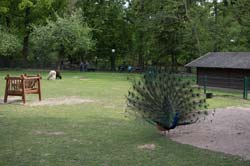 Pfau