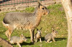 Mara-Nachwuchs