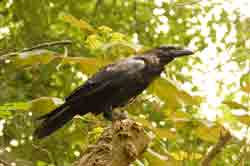 Kolkrabe Corax