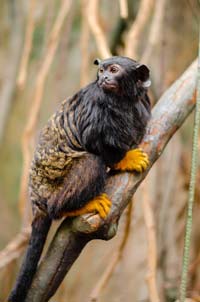 Rothandtamarin