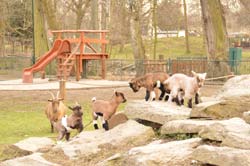 Blick ins Ziegengehege