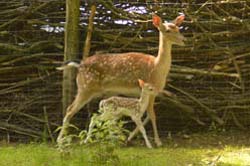Damwild